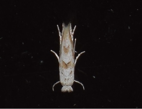 Phyllonorycter sagitella (Gracillariidae)?